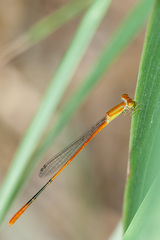 Leptobasis vacillans