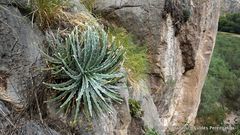 Hechtia mapimiana