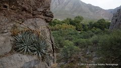 Hechtia mapimiana
