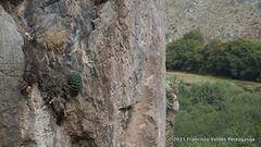 Agave victoriae-reginae