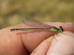 Ischnura denticollis