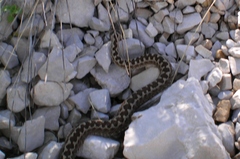 Vipera ursinii