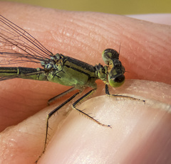 Ischnura denticollis