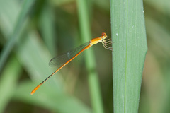 Leptobasis vacillans