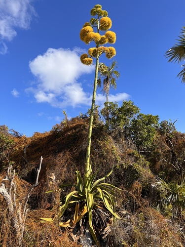Agave caymanensis