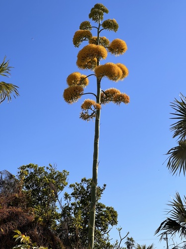 Agave caymanensis
