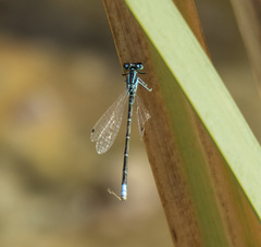 Ischnura perparva
