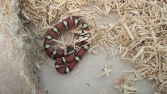 Lampropeltis gentilis