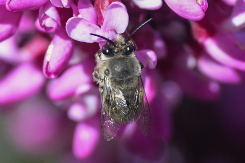 Habropoda depressa photo 3