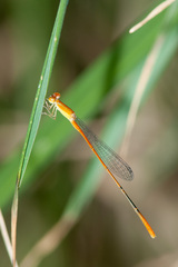 Leptobasis vacillans