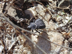 Philolithus morbillosus