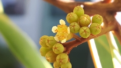 Tristaniopsis whiteana