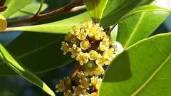Tristaniopsis whiteana