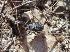 Philolithus morbillosus