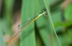 Leptobasis vacillans