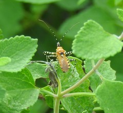 Pselliopus latispina