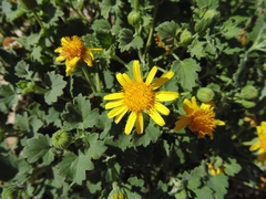 Perityle leptoglossa