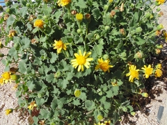 Perityle leptoglossa