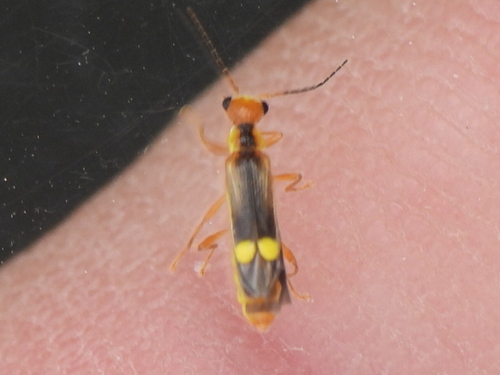 Yellow-tipped Soldier Beetle photo 2