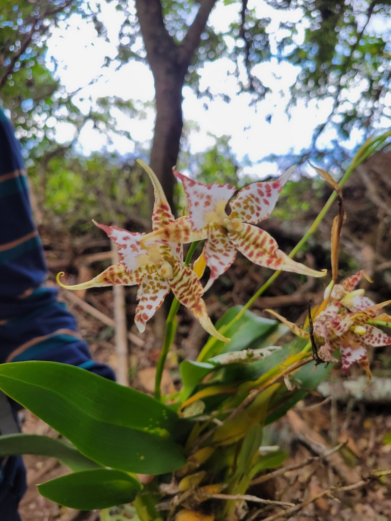 Rhynchostele hortensiae