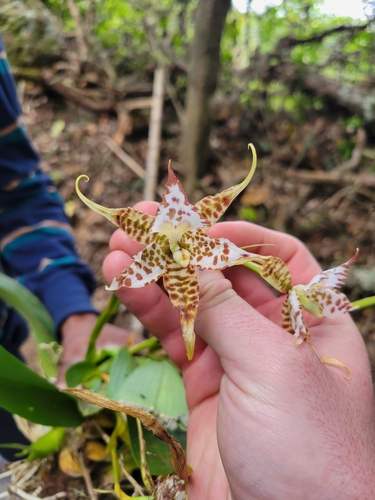 Image of Rhynchostele hortensiae by (c) Jake Rehage, some rights reserved (CC BY)