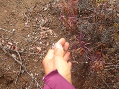 Penstemon heterophyllus