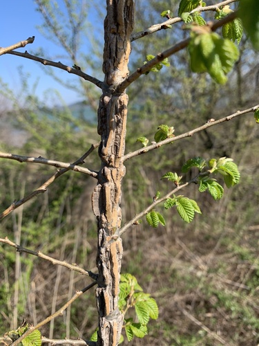 brest hrabolistý (Ulmus minor)