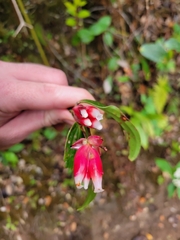 Cavendishia bracteata image