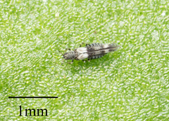 Caliothrips