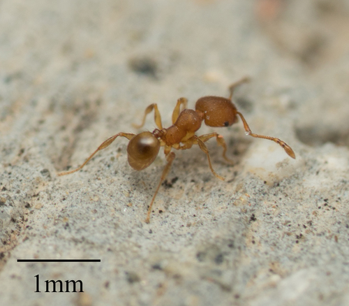 Navigating Big-headed Ant photo 3
