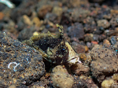 Dwarf Velvetfish photo 5