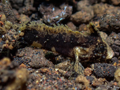 Dwarf Velvetfish photo 2