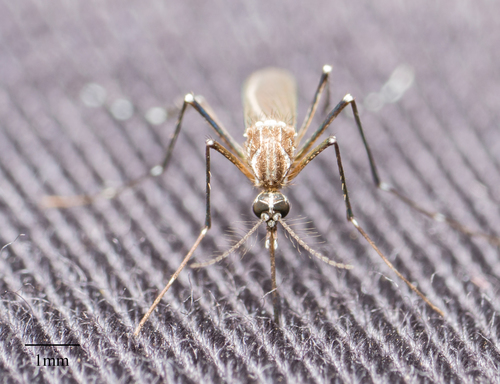 Aedes aegypti