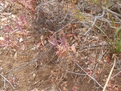 Penstemon heterophyllus