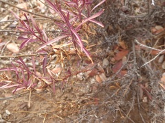 Penstemon heterophyllus