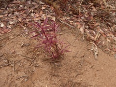 Penstemon heterophyllus