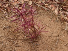 Penstemon heterophyllus