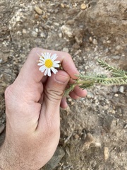 Argyranthemum adauctum subsp. dugourii image