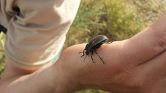 Eleodes suturalis