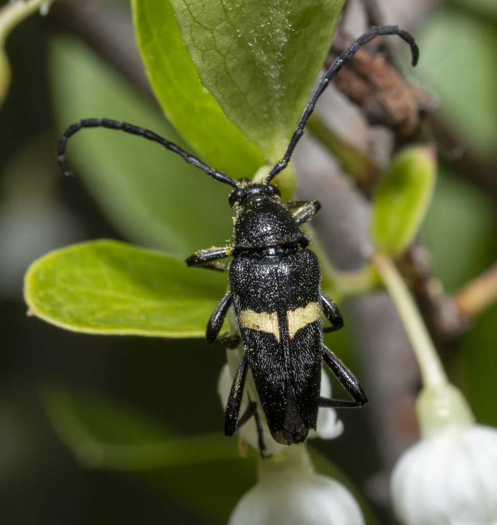 Typocerus fulvocinctus