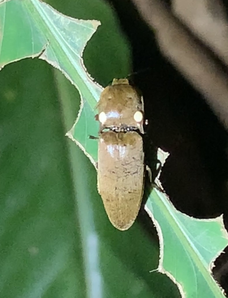 Fire Beetle