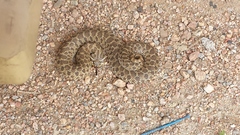 Heterodon nasicus