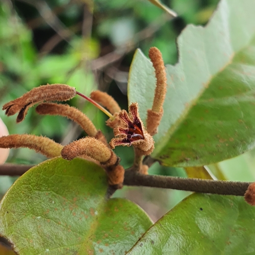 Image of Scurrula Ferruginea (Scurrula ferruginea) by (c) pbsg, some rights reserved (CC BY)