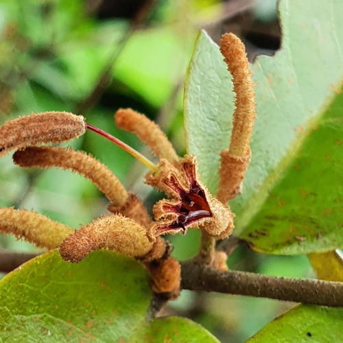 Image of Scurrula Ferruginea (Scurrula ferruginea) by (c) pbsg, some rights reserved (CC BY)