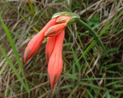 Clinanthus incarnatus, photograph 5