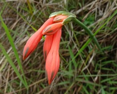 Clinanthus incarnatus, photograph (c) biped_cub, some rights reserved (CC BY)