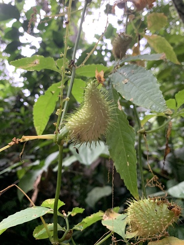 Cyclanthera multifoliola image