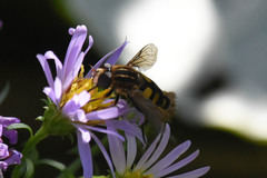 Helophilus obscurus