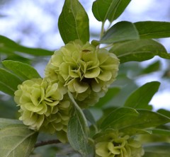 Neopringlea integrifolia