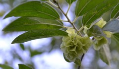 Neopringlea integrifolia